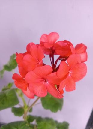 Пеларгония герань калачик 5