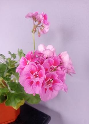 Пеларгония герань калачик 6