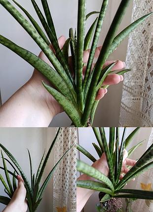 Сансевиерия 10