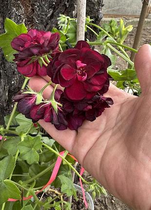 🌺 пеларгонія плющелиста burgundy (укорінений черенок)