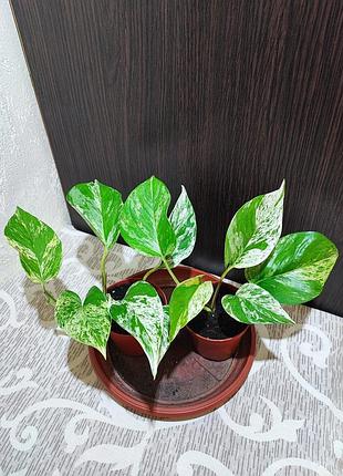 Эпипремнум золотистый (marble queen)