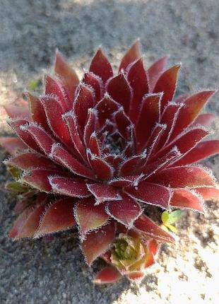 Сортові вуличні сукуленти молодило sempervivum витримують засуху та мороз.