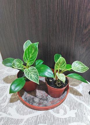 Філодендрон біркін (philodendron birkin)