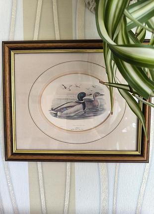 Винтажная английская картина-литография «кряковая» (mallard) по джуному гуляду