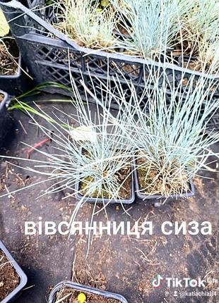 Многолетние садовые растения 6