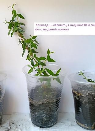 Мирт дерево саджанці 2 шт за одну ціну! 4