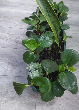 Композиция (echeveria, haworthiopsis limifolia twist, peperomia obtusifolia, sansevieria trifasciata laurentii)