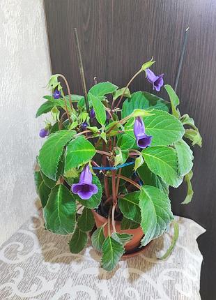 Синнингия тидея (sinningia speciosa tydaea)