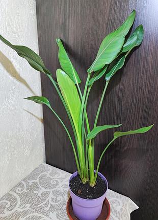 Стреліція королівська (strelitzia reginae)