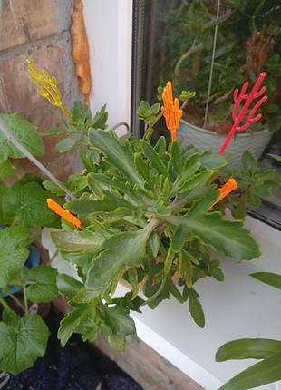 Каланхое лашіата("оленячі ріжки") kalanchoe lashiata.прекрасна багаторічна рослина,яка чудово розмножується та непримхлива у догляді.саджанцям 4 міс.