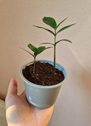 Продам замиокулькас 2