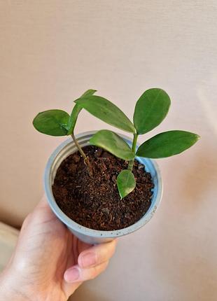 Продам замиокулькас 5