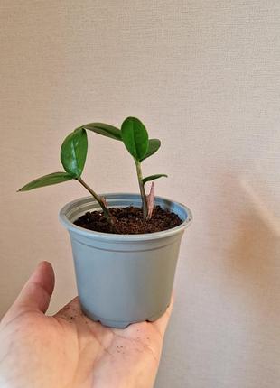 Продам замиокулькас 6