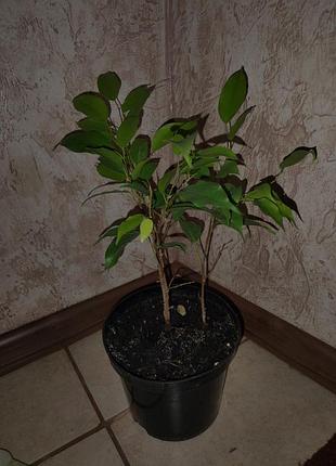 Продам комнатные растения 6