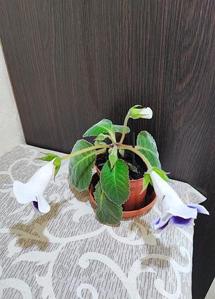 Сіннінгія аванті (sinningia speciosa avanti blue with white)
