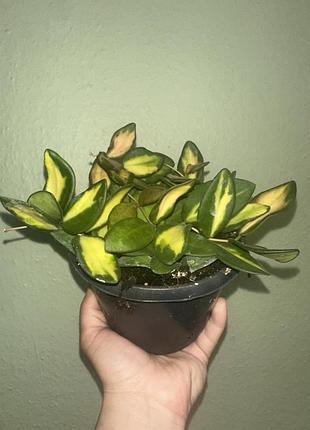 Хойя буртоні варієгата (hoya burtoniae variegata)