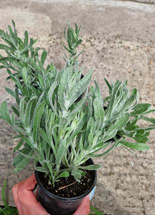 Бессмертник (helichrysum)