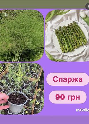 Спаржа їстівна, аспарагус