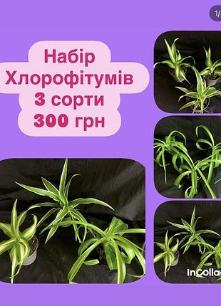 Набір хлорофітумів - 3 сорти