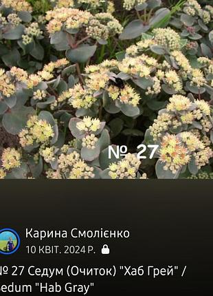 Набор очитков 3