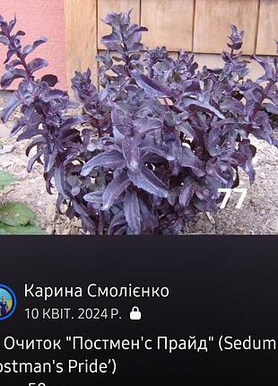 Набор очитков 4