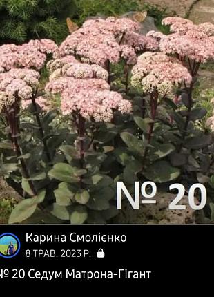 Набір очитків