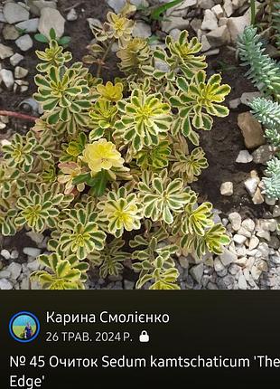 Набор очитков 6