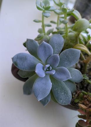 Echeveria / ехеверія невелика рослина