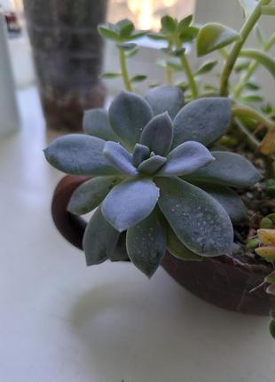 Echeveria / ехеверія невелика рослина 2