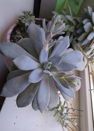 Echeveria / ехеверія невелика рослина 3
