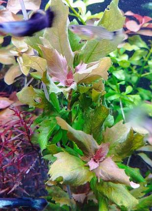 Трёхцветковая гигрофила (hygrophila triflora)