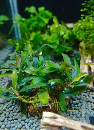 Буцефаландра bucephalandra sp. ongis nade. композиция на лавовой гальке.
