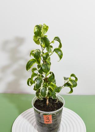 Фикус ирэн ( ficus iren). подросший живец.