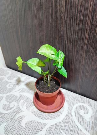 Сингоніум піксі (syngonium pixie)