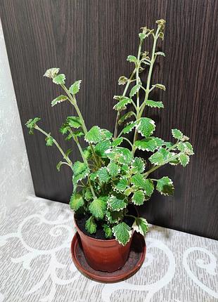 Плектрантус колеусоподібний варієгата (plectranthus coleoides variegata)