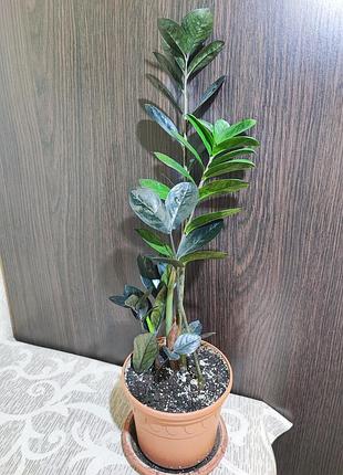 Заміокулькас замієлистий равен (zamioculcas zamiifolia raven)