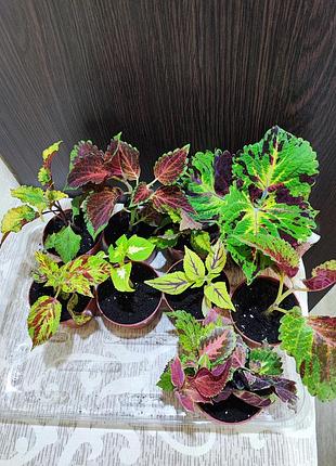 Колеус (coleus)