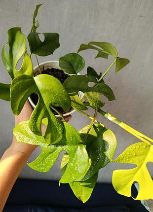 Монстера мініма рафідофора 30см+ тетрасперма monstera minima rhaphidophora tetrasperma — міні-монстера