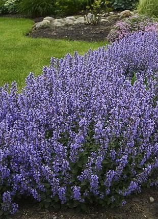 Котовник фассена «персіан блу» (nepeta × faassenii 'purrsian blue')котовник фассена «персіан блу» (nepeta × faassenii 'purrsian blue')