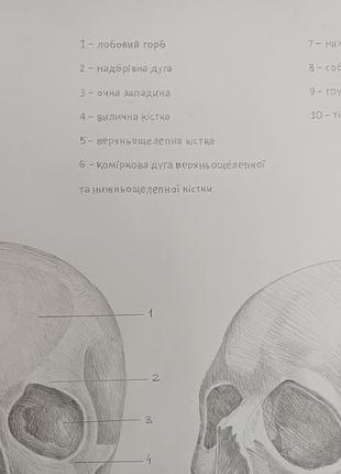 Анатомический рисунок череп человека 4