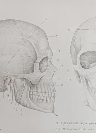 Анатомический рисунок череп человека 2