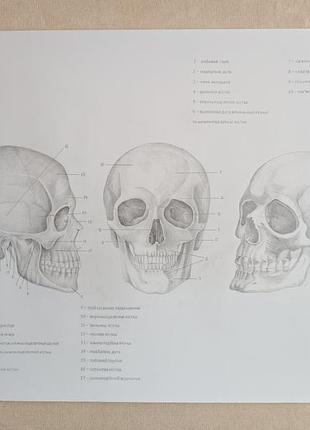 Рисунок анатомический череп человека