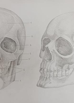Анатомический рисунок череп человека 3