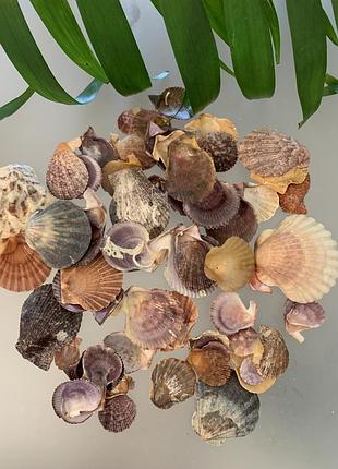 Ракушки вида гребешки (pectinidae) для декора и творчества