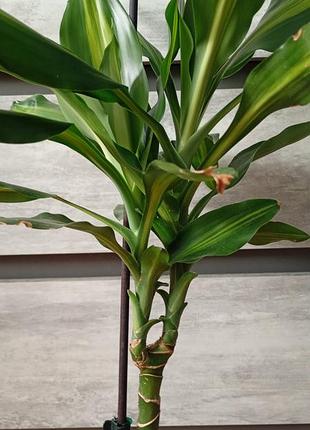 Драцена запашна (fragrans) 2