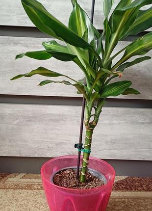 Драцена запашна (fragrans)