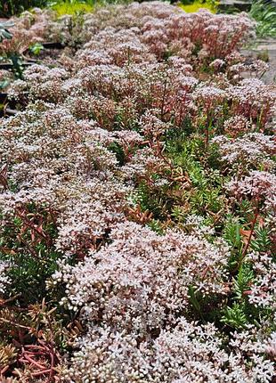 Очиститель (седум) coral carpet вечнозеленый 6