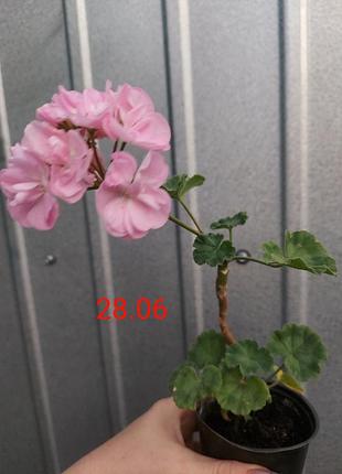 Пеларгония розовая 8