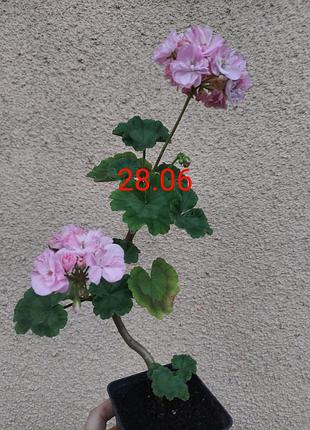 Пеларгония розовая 7