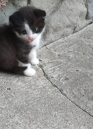 Котята в хорошие руки